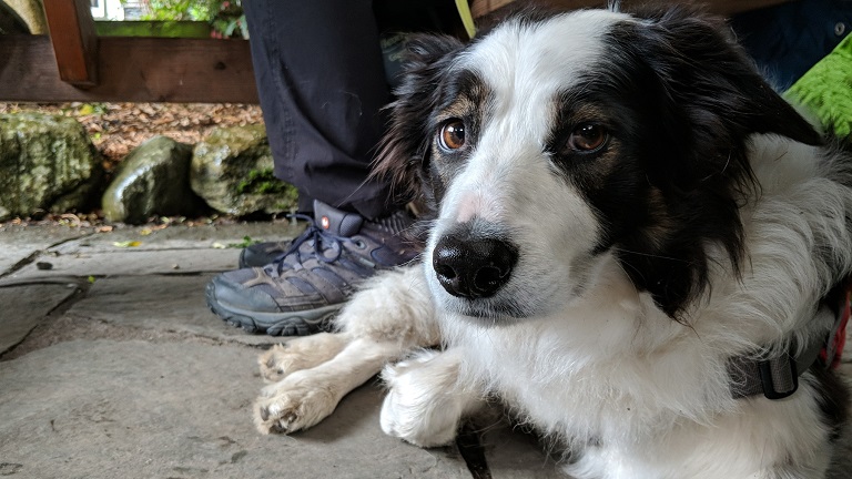A collie, one of the pub's four-legged guests, relaxing outside of the Old Dungeon Ghyll pub in Great Langdale